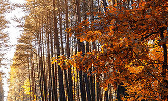 第35屆香港書(shū)展開(kāi)幕 書(shū)商推VR/AR提升閱讀樂(lè)趣